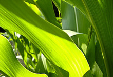 corn-leaves.jpg