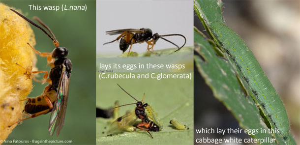 Hyperparasitoids.jpg