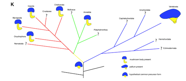 mushroombody-tree.png