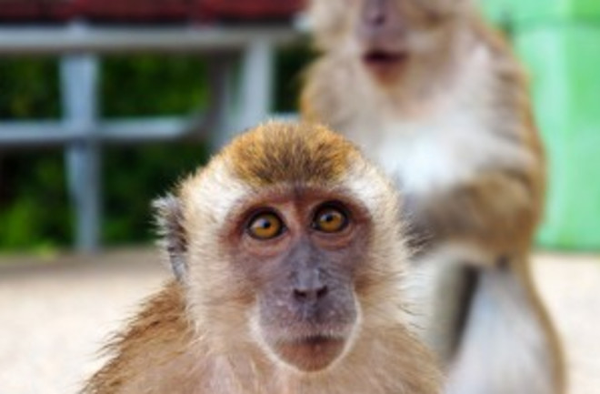rhesus-macaques-300x294.jpg
