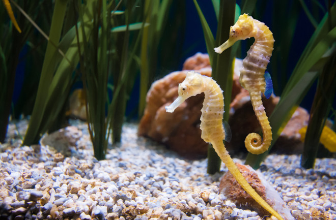 A pair of seahorses under the sea: Shutterstock