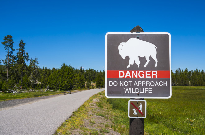 danger bison sign yellowstone