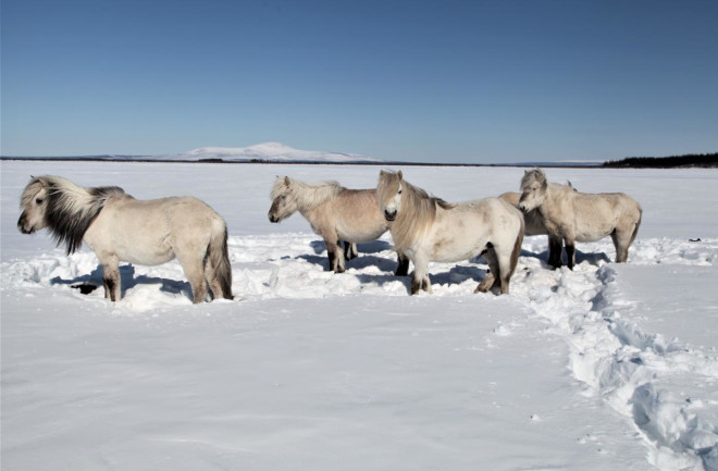 Horses in Snow Permafrost - Pleistocene Park