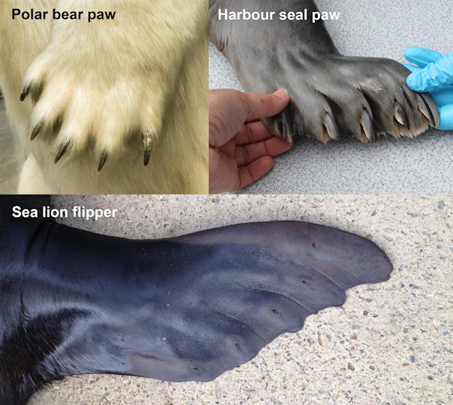 Clawed paw comparison