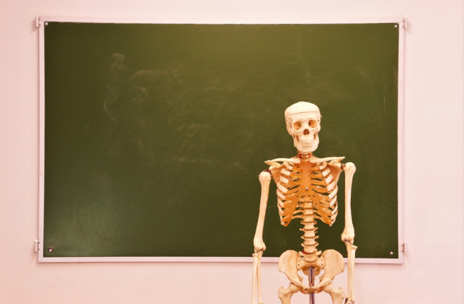 A mock-up of a human skeleton on the background of a blackboard on the wall in a classroom for teaching.