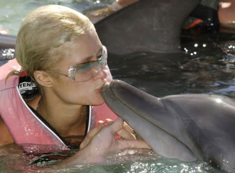 parishiltondolphin.jpg