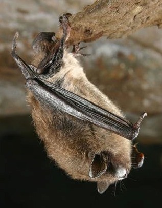 little-brown-bat-white-nose.jpg
