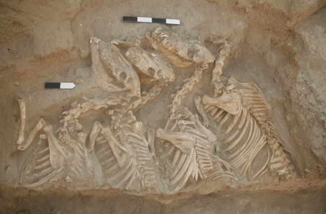 Low-Res Equid burial Umm el-Marra Glenn Schwartz.JPG