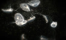 jellyfish.jpg
