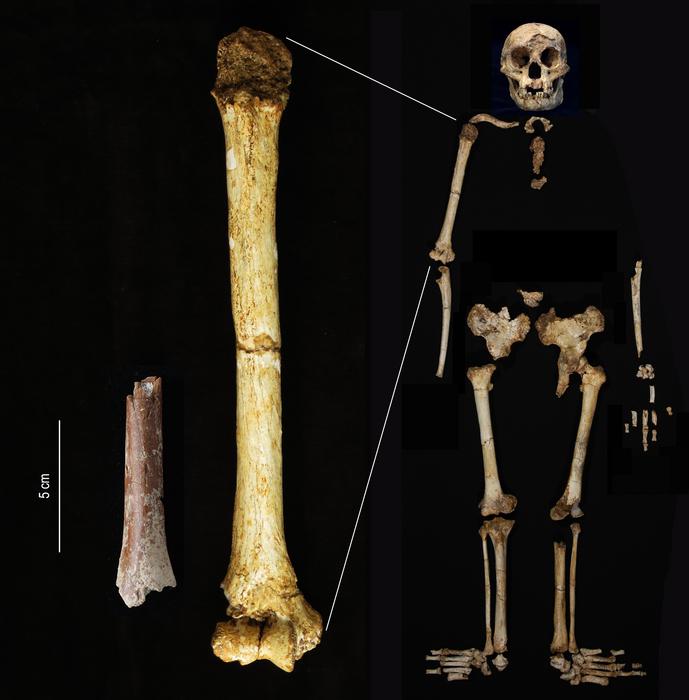 Smallest Ever Human Arm Bone Found as a Piece of the Hobbit Origin Puzzle 