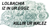 Lolbachia.jpg