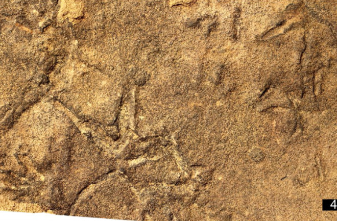 Photograph of distinct traces associated with Trisauropodiscus at Maphutseng formation 