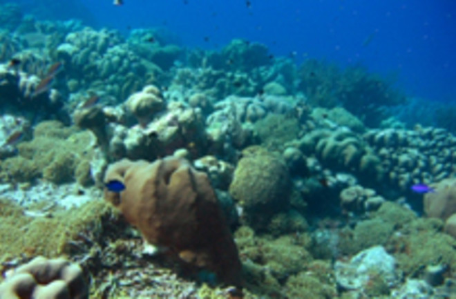 caribbean-coral.jpg
