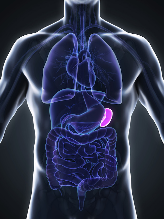 VS-spleen.jpg