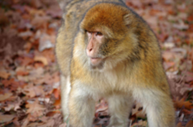 macaque-monkey.jpg