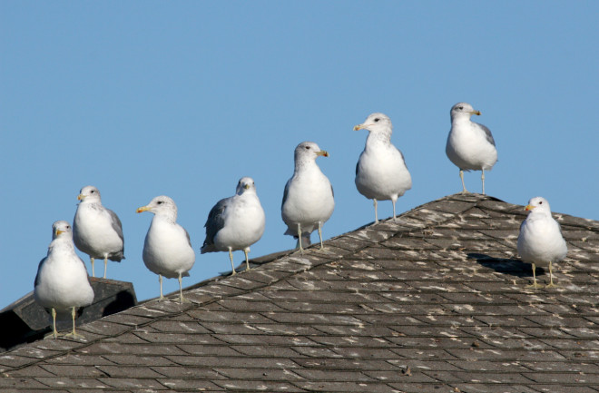 Seagulls on a roof