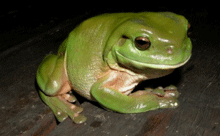 Frogs Pee Away Scientists' Attempt to Study Them
