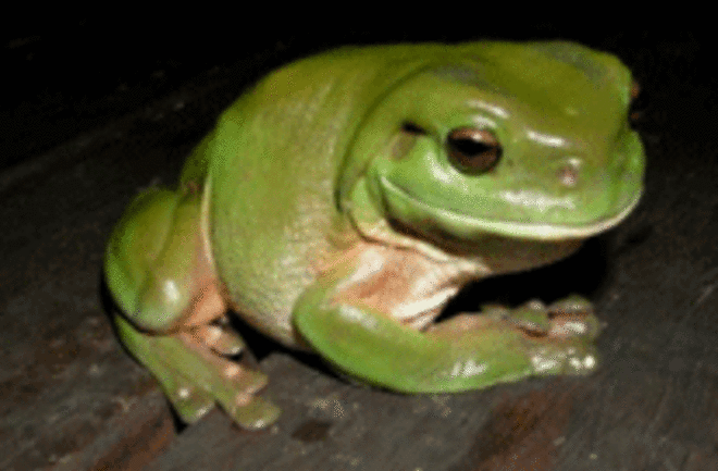 tree-frog-web.gif