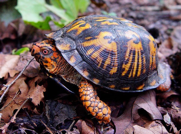 How Citizen Scientists Are Creating An Atlas Of Turtles In Connecticut 