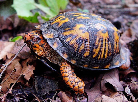 How Citizen Scientists are Creating an Atlas of Turtles in Connecticut ...