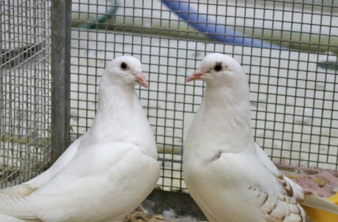 Scientists are trying to &quot;de-extinct&quot; the passenger pigeon by modifying the genes of more common pigeons. These birds have been altered so their offspring will be easier to edit with CRISPR. (Credit: Ben Novak) 