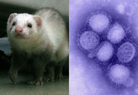 Ferret_swine_flu.jpg
