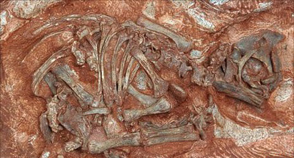 dino-embryo.jpg