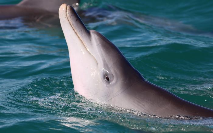 Dolphins Who Practice Courtship When Young Reproduce More as Adults