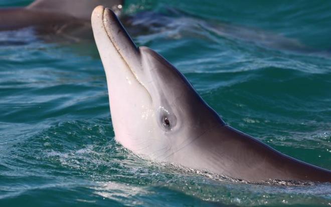 Juvenile male dolphin