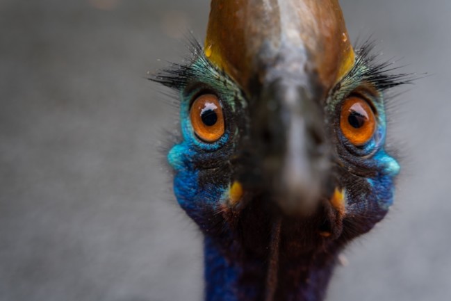 cassowary bird most dangerous bird in the world