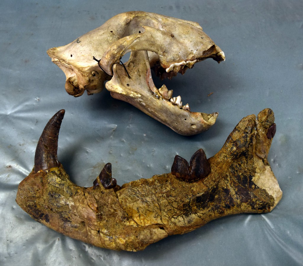Lion-vs-Simbakubwa-1024x900.jpg