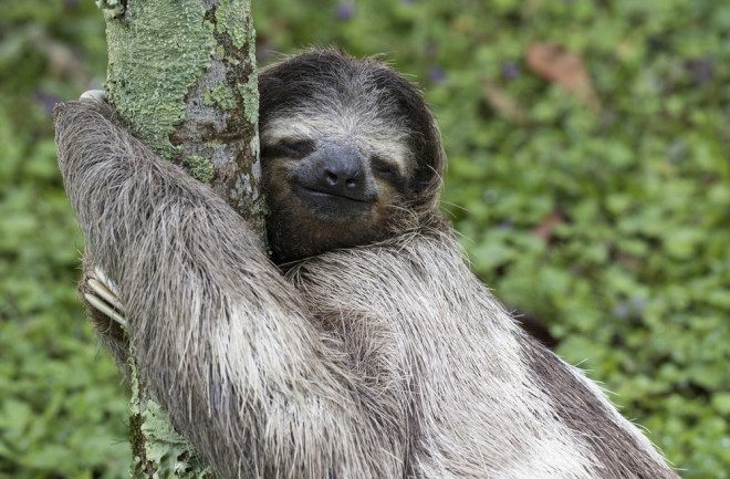 sloth hugs a tree