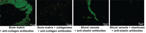Dinosaur-proteins.jpg