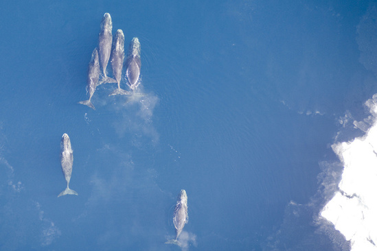 bowhead-whales.jpg