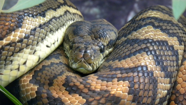 Carpet_python_coils.jpg