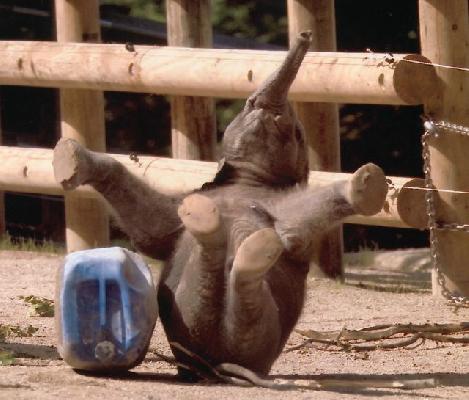 funny-baby-elephant-drop-out-aa.jpg