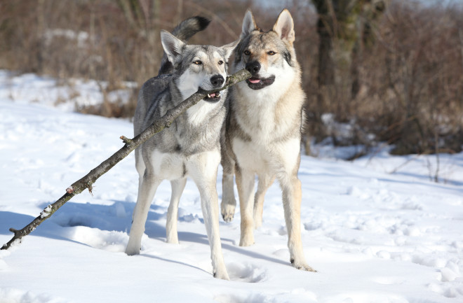 Wolves with Stick - Shutterstock