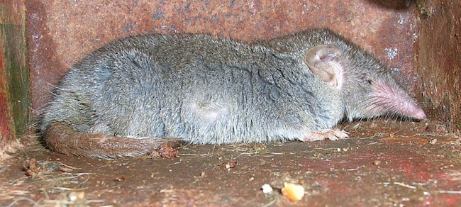 799px-Suncus_murinus.jpg