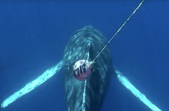Whale Entagled in Fishing Gear