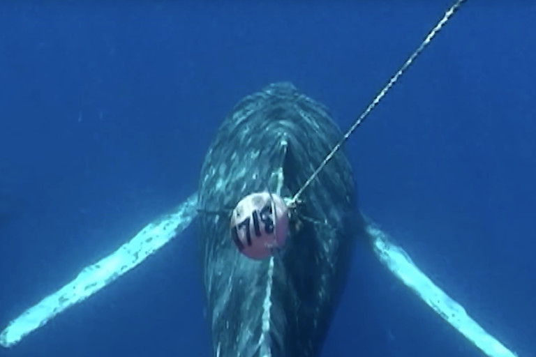 Tracking Whales by Satellite to Help Them Avoid Potentially Deadly Entanglements