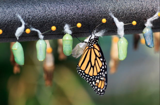 Raising Monarch Butterflies Cocoon Chrysalis - Shutterstock