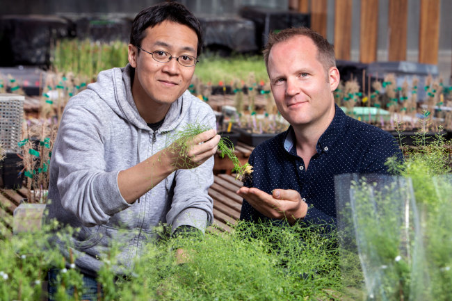 Wolfgang Busch (right) with his postdoc Takehiko Ogura, examining one of his green test subjects. (Credit: Salk Institute)