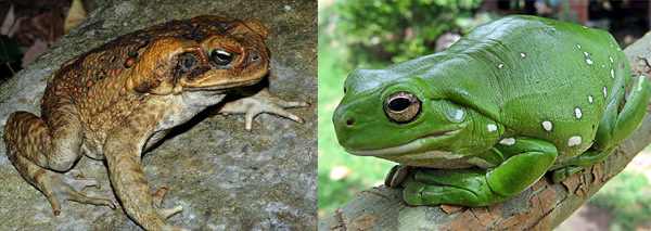 Cane_toad_australian_tree_f.jpg