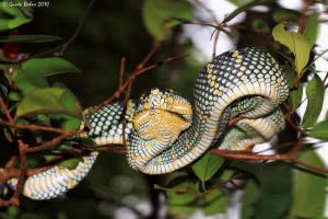 Temple_pit_viper-300x200.jpg