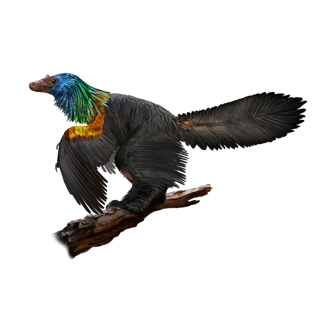 caihong dinosaur