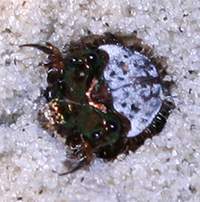 Tiger_beetle_larva.jpg