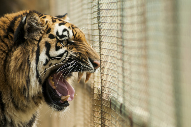 caged tiger shutterstock