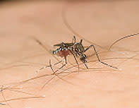 rd-mosquito-rot.jpg
