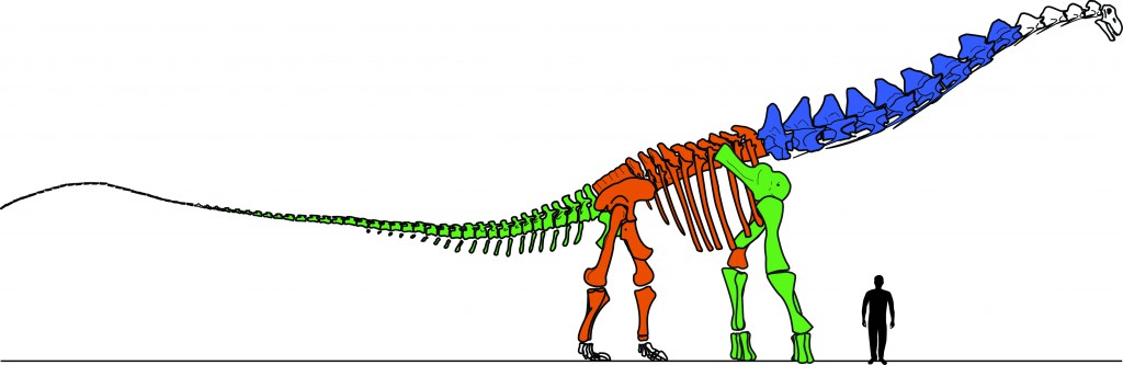 Figure-2.-Drawing-of-the-skeleton-of-Alamosaurus-sanjuanensis-1-1024x333.jpg
