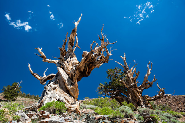 Bristlecone pines are among the longest-living trees. (Credit: Thomas Ramsauer/Shutterstock)